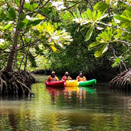 Caribbean Holidays, Guadeloupe Adventure Holidays, A group kayaking through calm mangrove channels in Guadeloupe, with green roots, tropical birds and sunlight reflecting on the water