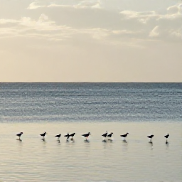 Caribbean Holidays, Haiti Birdwatching, Wetland and coastal habitat in Haiti at sunrise, wading birds and seabirds near calm Caribbean water