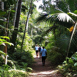 Caribbean Holidays, Haiti Nature Holidays, Travellers walking along a forest trail in Haiti, surrounded by tropical vegetation and filtered November sunlight