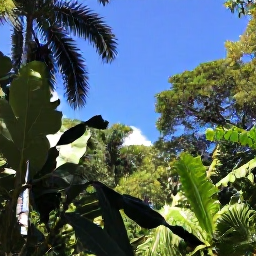 Caribbean Holidays, Jamaica December Holidays, Lush Jamaican rainforest, tropical foliage and a clear blue sky in December