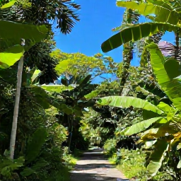 Caribbean Holidays, Jamaica in February, Lush Jamaican rainforest and blue skies in February, with tropical foliage and a quiet walking trail