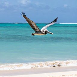 Caribbean Holidays, January Birdwatching, Close view of a brown pelican gliding over calm Caribbean sea near a sandy Turks and Caicos beach