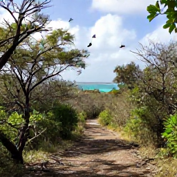 Caribbean Holidays, January Birdwatching, Quiet nature trail through dry forest on Virgin Gorda, with a distant turquoise bay and seabirds overhead