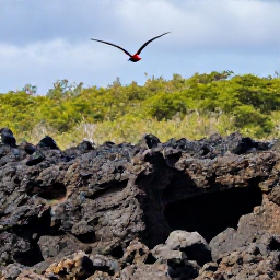 Caribbean Holidays, January Birdwatching, Red-billed tropicbird flying above volcanic cliffs and green forest on Saba