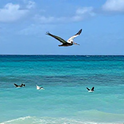 Caribbean Holidays, July Birdwatching, Brown pelican flying over turquoise water with frigatebirds and gulls near the coast of Sint Maarten