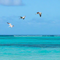 Caribbean Holidays, July Birdwatching, Roseate terns and brown pelicans flying above a bright turquoise lagoon in the Turks and Caicos Islands during July