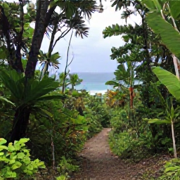 Caribbean Holidays, June Adventure Holidays, A scenic hiking trail through tropical forest in Virgin Islands National Park on St John, leading towards a Caribbean beach