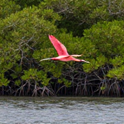 Caribbean Holidays, June Nature Holidays, Scarlet ibis flying over mangrove wetlands in Trinidad, with calm water and rich green vegetation