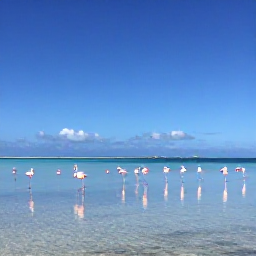 Caribbean Holidays, March Instagram Hotspots, Pink and white flamingos in a shallow lagoon at Lago Enriquillo, Dominican Republic, under a wide blue sky
