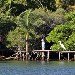 Caribbean Holidays, Martinique Birdwatching, Birdwatchers exploring mangroves and calm coastal wetlands in Martinique, with herons, egrets and tropical plants visible