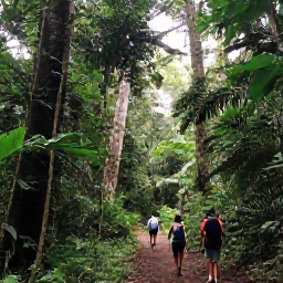Caribbean Holidays, Martinique in February, Hikers walking through lush tropical rainforest beneath tall trees on Mount Pel&eacute;e in Martinique