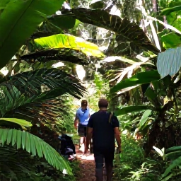 Caribbean Holidays, Montserrat Tours, Visitors walking through a lush Montserrat rainforest with a local guide, tropical plants and filtered sunlight