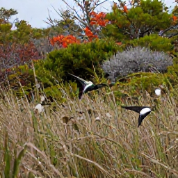 Caribbean Holidays, November Birdwatching, A close view of migratory birds resting among reeds and shrubs at a Bermuda nature reserve during autumn