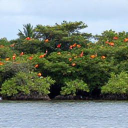 Caribbean Holidays, November Birdwatching, Scarlet ibis flock resting in mangrove trees beside calm coastal waters in Tobago