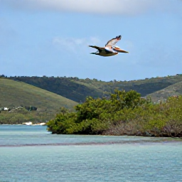 Caribbean Holidays, October Birdwatching, Caribbean brown pelican flying over a calm lagoon near Saint Martin, with mangroves and low green hills in the background