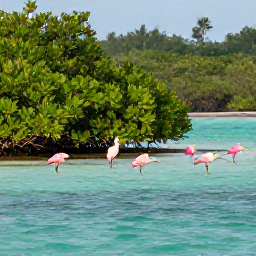 Caribbean Holidays, October Birdwatching, Roseate spoonbills and other wading birds feeding in a quiet Bahamian wetland at sunrise, with mangroves and shallow turquoise water