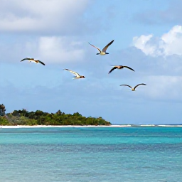 Caribbean Holidays, October Birdwatching, Roseate terns and brown pelicans flying above a calm Caribbean bay on Saint Barth&eacute;lemy in October