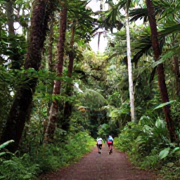 Caribbean Holidays, Puerto Rico December, Visitors walking beneath tall tropical trees on a rainforest trail in El Yunque National Forest, Puerto Rico