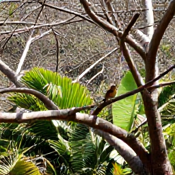 Caribbean Holidays, Saint Barthelemy Birdwatching, Green garden and dry woodland on Saint Barthelemy with a small tropical bird perched on a branch in clear March sunshine