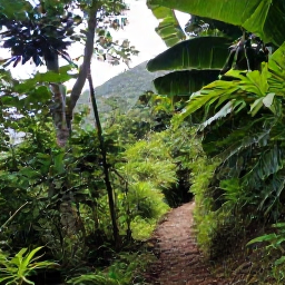 Caribbean Holidays, Saint Kitts Nature, Lush green rainforest on Mount Liamuiga in Saint Kitts during June, with a clear hiking trail and tropical foliage