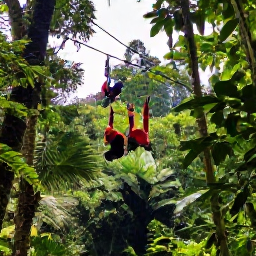 Caribbean Holidays, Saint Lucia Adventure, Visitors enjoying a rainforest zip line above tropical trees in Saint Lucia, with sunlight filtering through the canopy