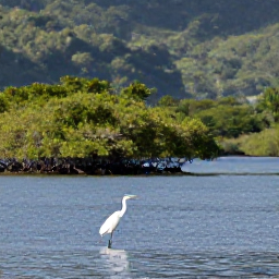 Caribbean Holidays, Saint Lucia Birdwatching, White egret beside calm Caribbean water in Saint Lucia, with mangroves and forested hills behind it