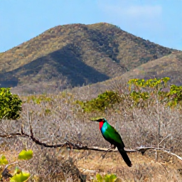 Caribbean Holidays, September Birdwatching, Colourful Caribbean birds in dry woodland and scrub on Tortola with tropical hills in the background
