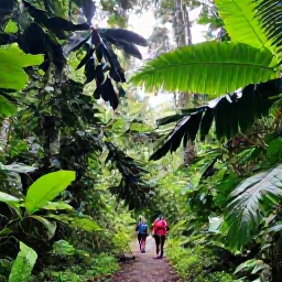 Caribbean Holidays, Trinidad Adventure, A lush Trinidad rainforest trail in April with hikers, tropical foliage and soft morning light