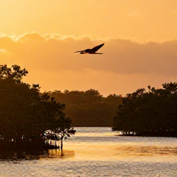 Caribbean Holidays, Trinidad Nature Holidays, Scarlet ibis flying over the Caroni Swamp at sunset, mangrove channels and calm water reflecting orange light