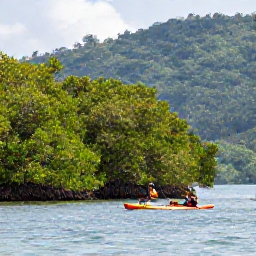Caribbean Holidays, Trinidad Nature Holidays, Visitors kayaking on calm blue water beside mangrove trees in Tobago, with forested hills in the background