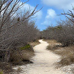Caribbean Holidays, Turks Caicos Birdwatching, A quiet nature trail through dry Caribbean scrub on Providenciales, with a small brown bird perched on a branch