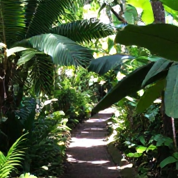 Caribbean Holidays, USVI Nature Holidays, A shaded hiking trail through tropical forest in Virgin Islands National Park on St John, with lush foliage and sunlight filtering through the trees