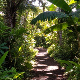 Caribbean Holidays, Virgin Islands Nature, A shaded tropical hiking trail through lush forest on St John, with sunlight filtering through the trees